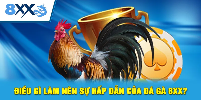 Điều gì làm nên sự hấp dẫn của đá gà 8xx?